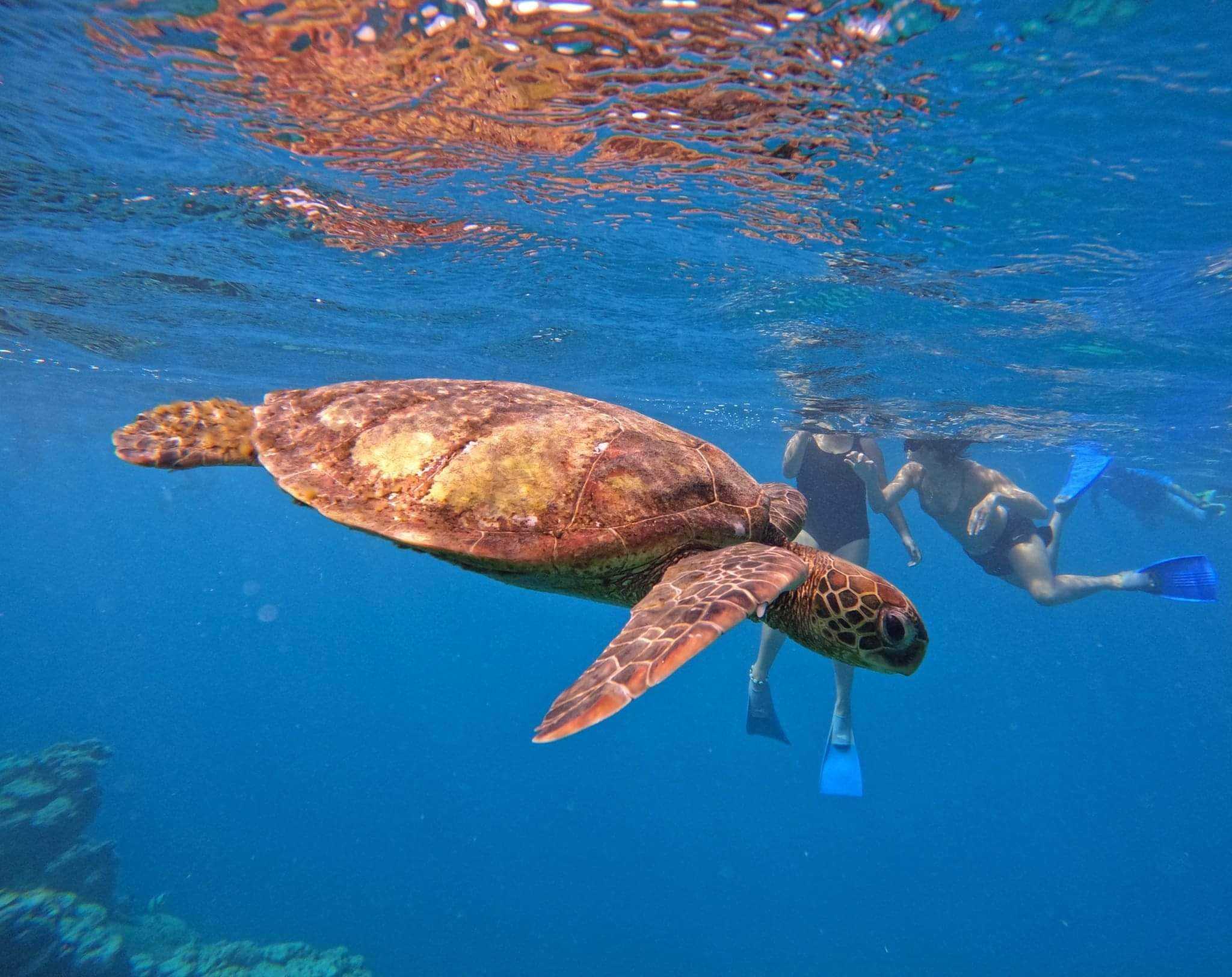 Snorkling and looking at a reef